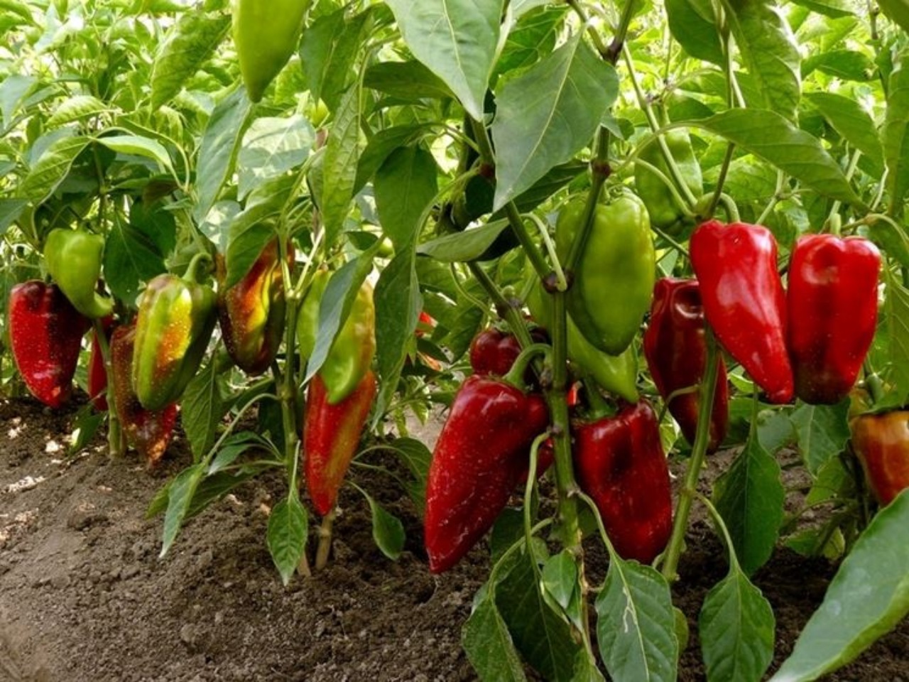 Peperoni in giardino: consigli sulla coltivazione