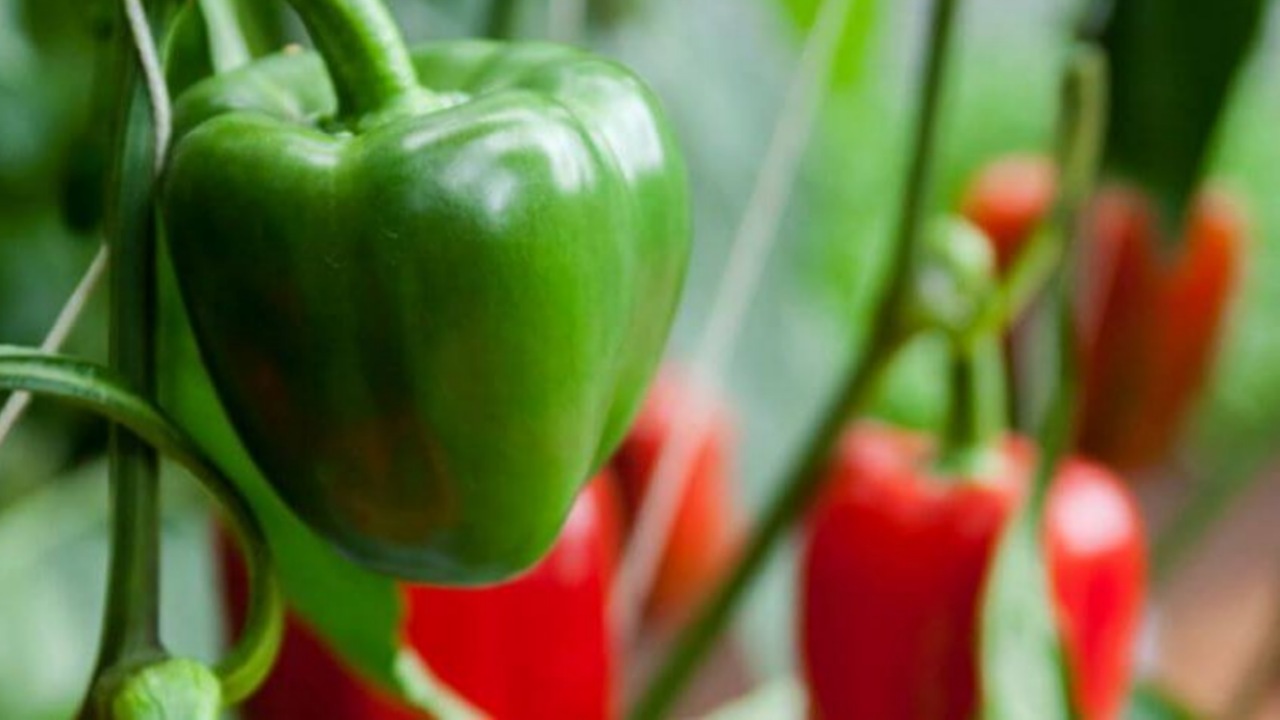 Peperoni in giardino: consigli sulla coltivazione