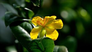 Pianta danzante: tutto quello che c’è da sapere sull’Ochna serrulata