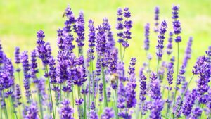 Giardini sotto il sole: le piante medicinali che prosperano al caldo