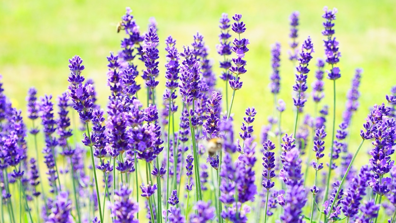 Piante medicinali: lavanda