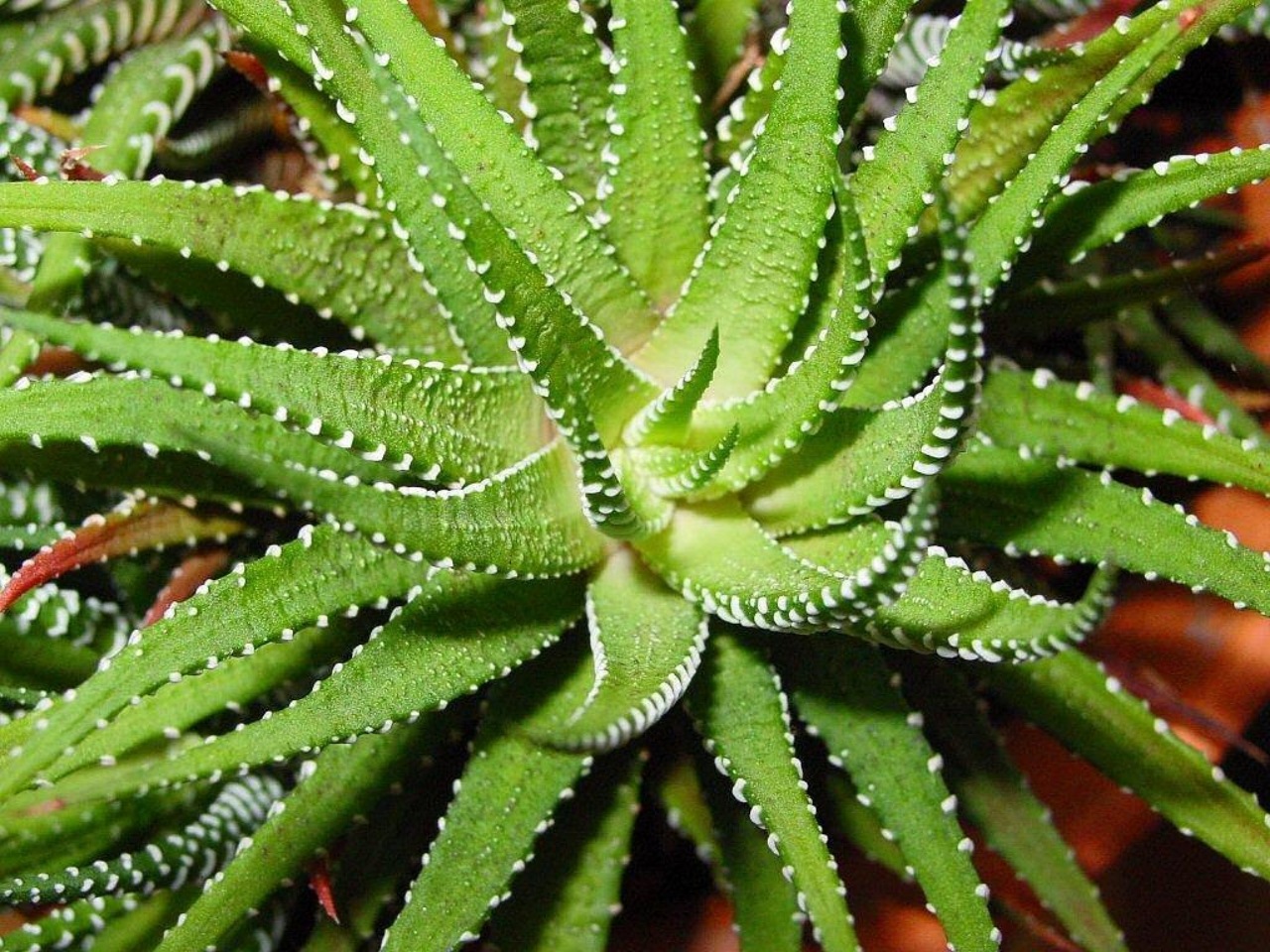 Piante medicinali: aloe vera