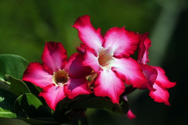 Adenium