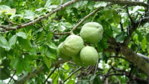 Sapote bianco: consigli per coltivarlo e gustarne i frutti
