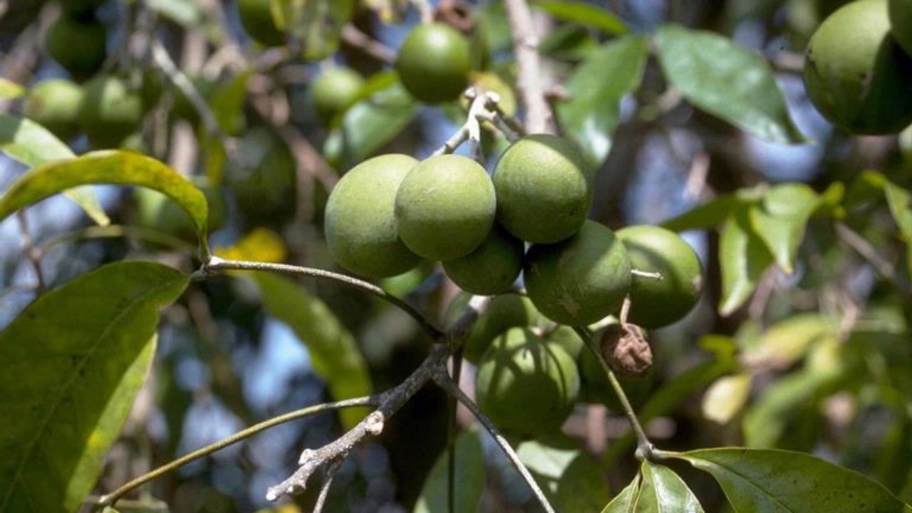 Sapote bianco: come ottenere un buon raccolto