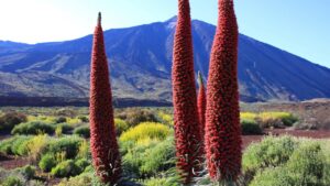 Tajinastes: guida pratica per coltivarle e farle fiorire al meglio
