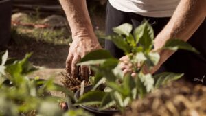Idee semplici per riutilizzare il terreno usato delle piante