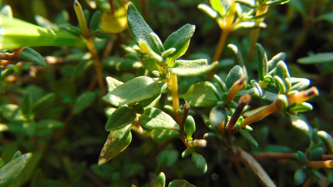 Timo pebrella: pianta aromatica