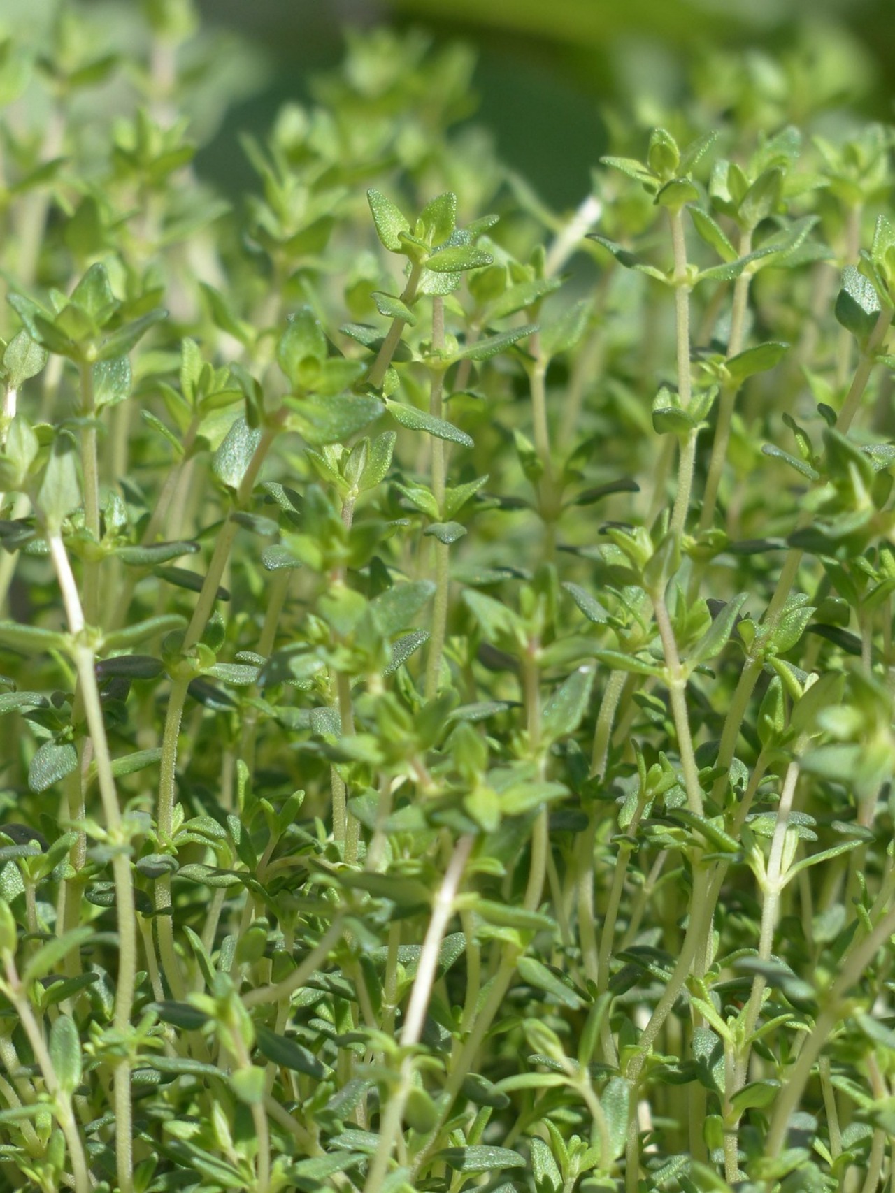 Timo pebrella: pianta aromatica