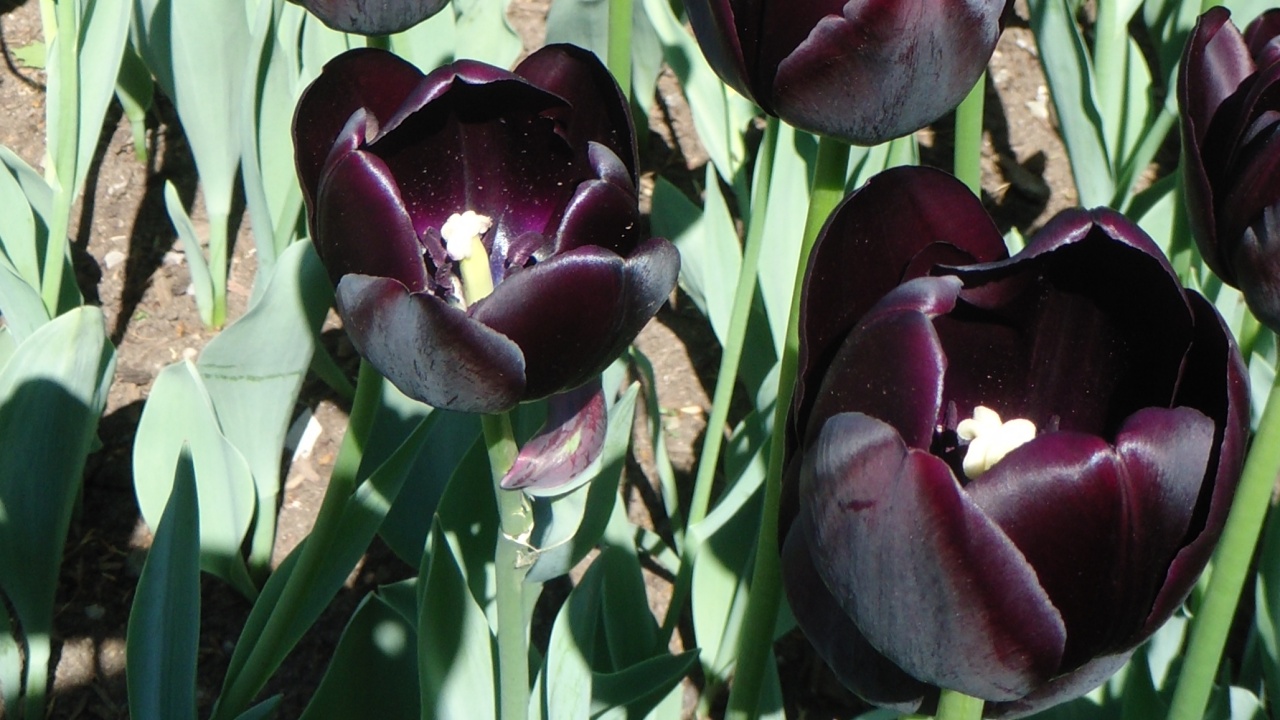 fiori