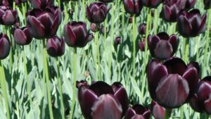 Tulipano nero: tutto quello che serve sapere per farlo crescere sano e forte