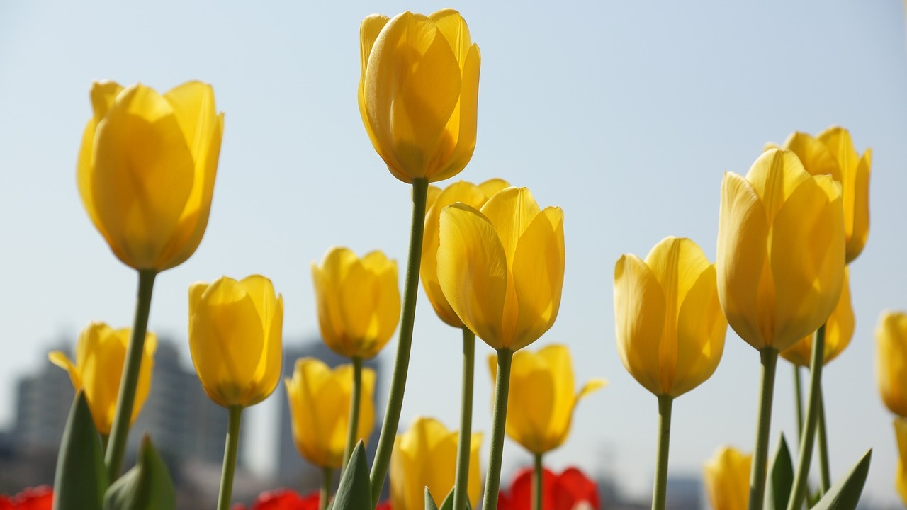 Tulipani