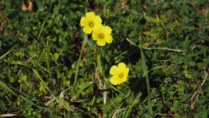 Giardino infestato dall’acetosella gialla? Come conoscerla ed eliminarla