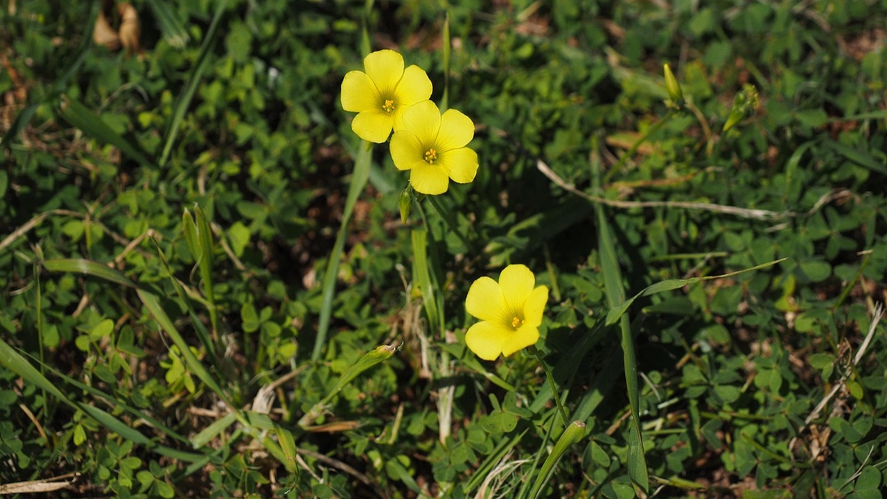 acetosella