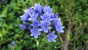 Come prendersi cura dell’Agapanto per ottenere una fioritura spettacolare