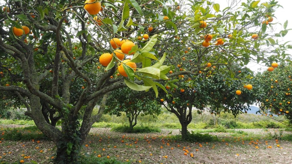 alberi frutto