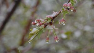 Come proteggere gli alberi da frutto dalle infide gelate primaverili
