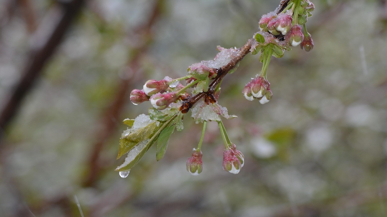 alberi frutto gelate