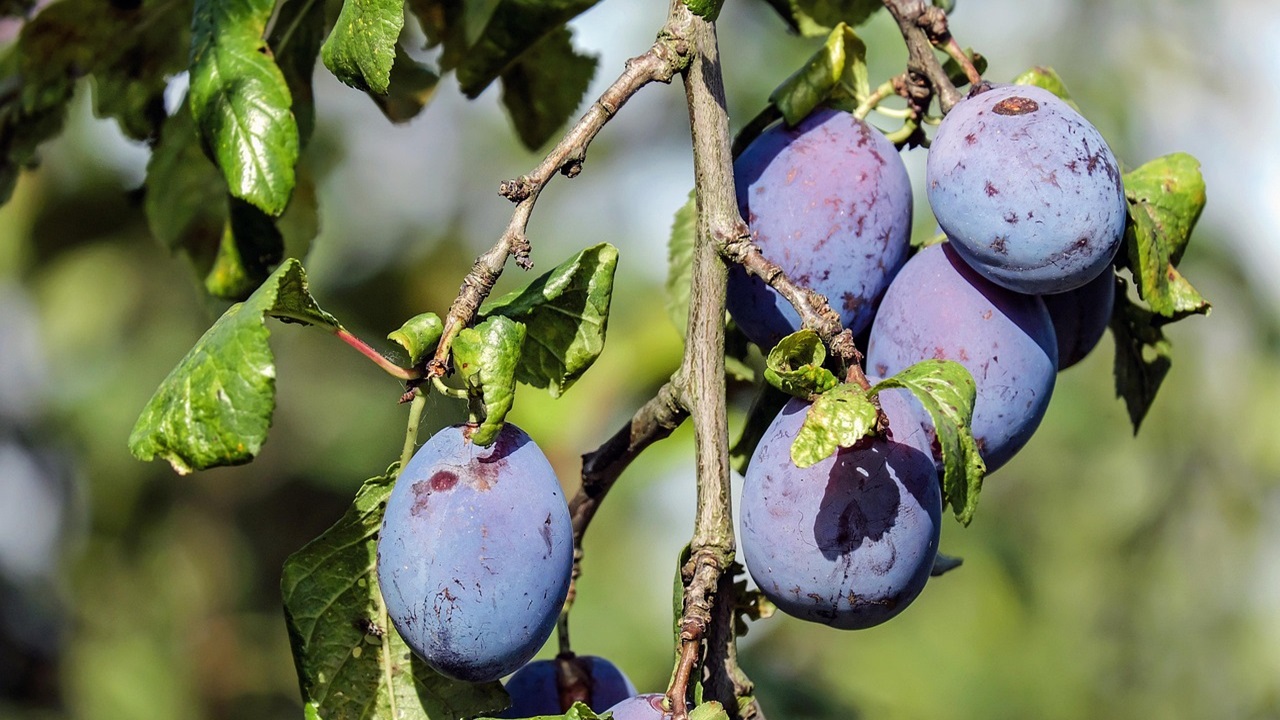 alberi frutto prugne
