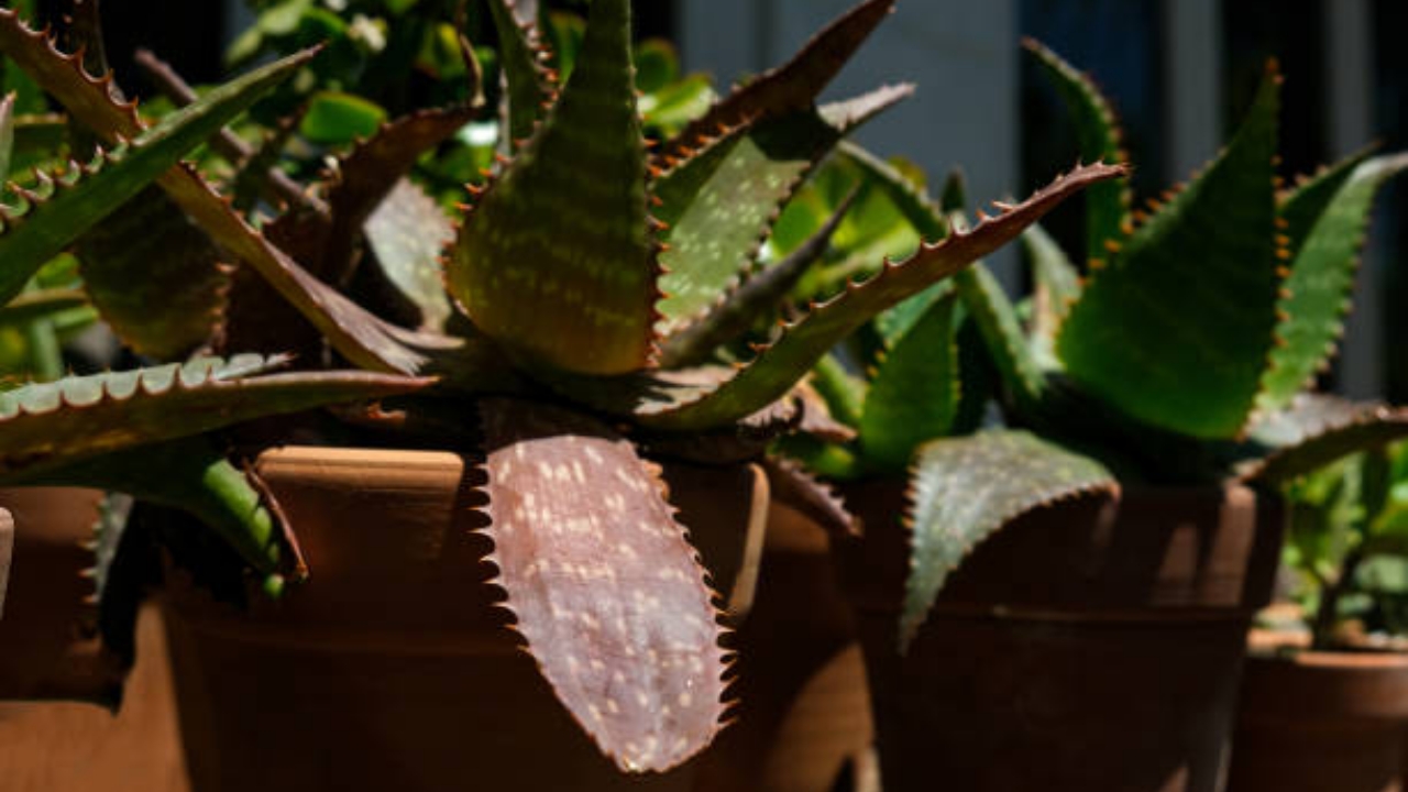 aloe maculata in vasetti