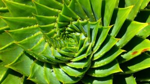 Aloe nobilis: tutto ciò che c’è da sapere su questa pianta grassa