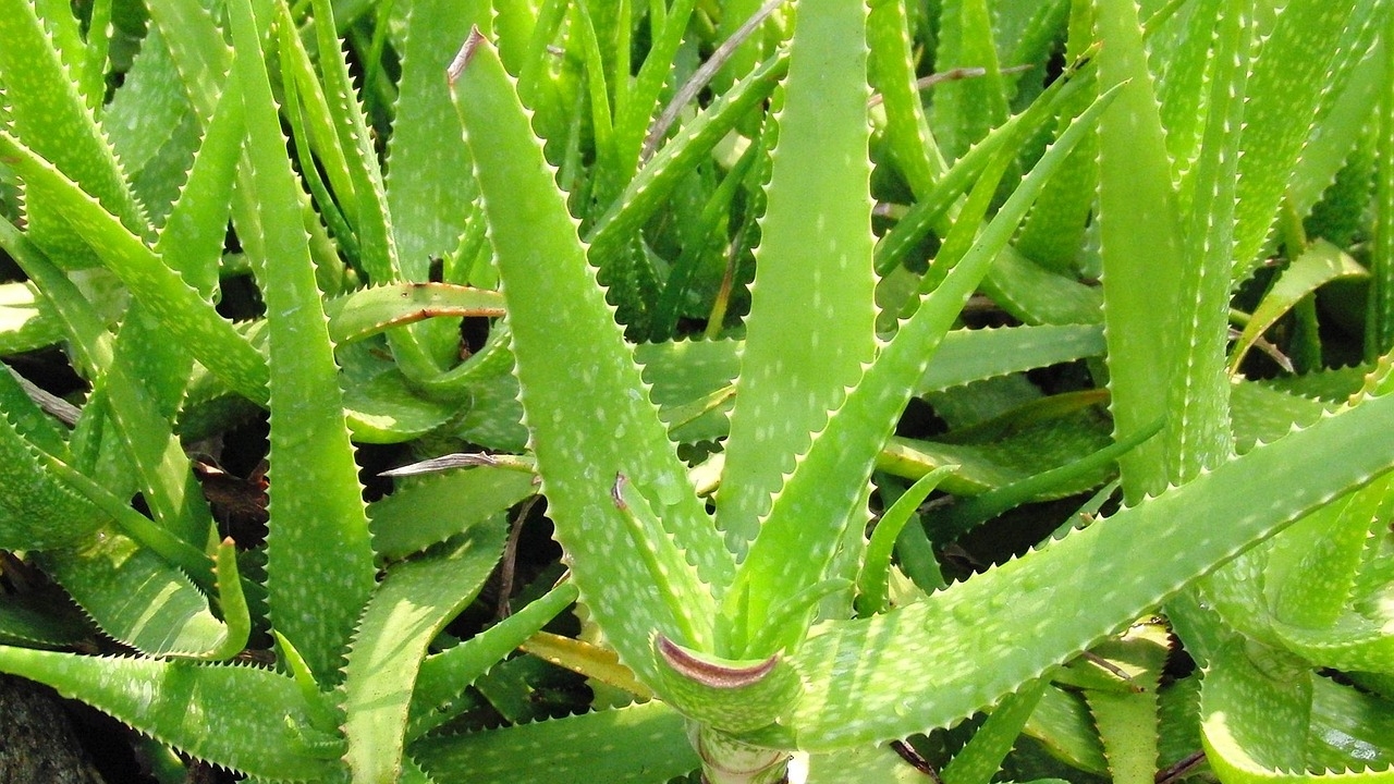 aloe nobilis al sole