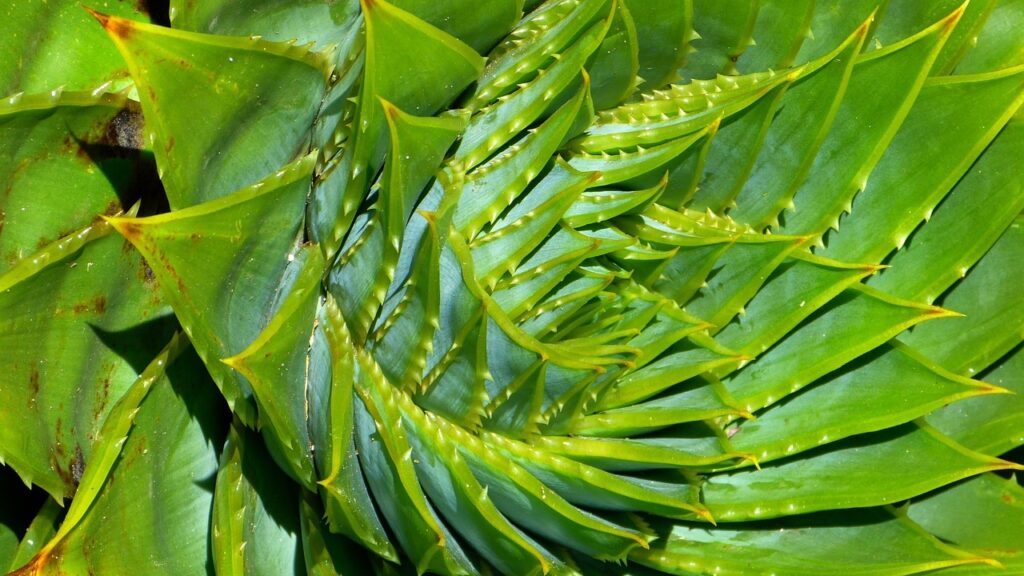 Aloe polyphylla: i suoi benefici e alcune curiosità