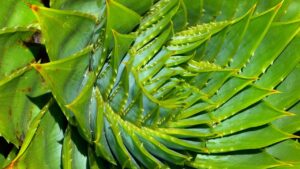 Aloe polyphylla: i suoi benefici e alcune curiosità