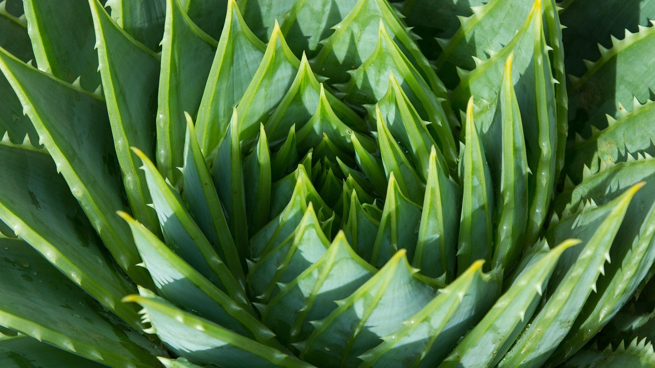 aloe polyphylla al sole