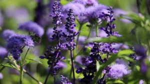 Le api adorano questi colori: piantate questi fiori se volete un giardino pieno di impollinatori