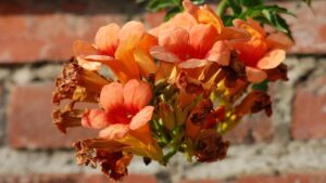 Bignonia: come far fiorire la Campsis radicans, la pianta rampicante dai fiori a campanella