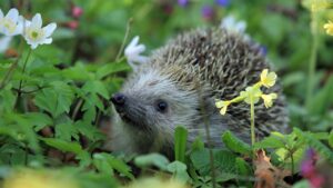 Perché fare un buco nella recinzione del giardino – ce lo spiegano gli esperti di fauna selvatica