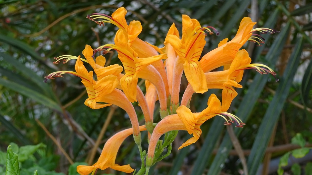 campsis radicans bignonia