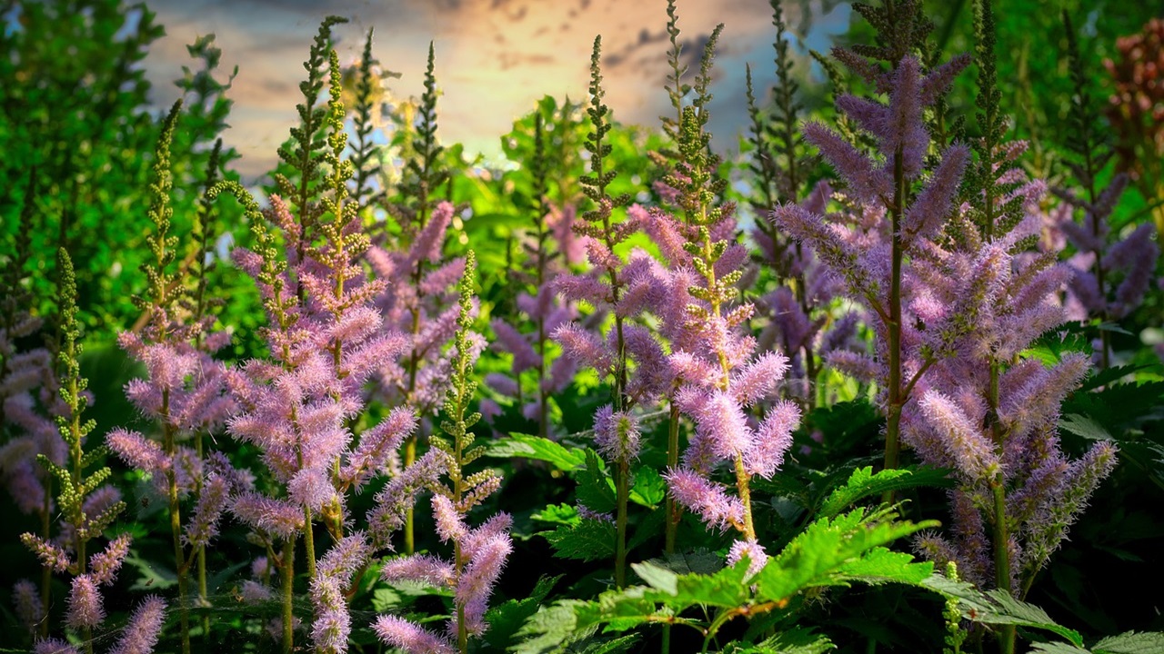climi piovosi astilbe