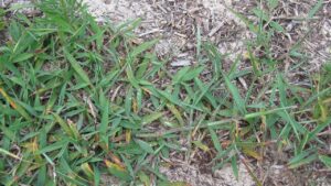 Digitaria sanguinalis: la sanguinella infesta il prato – come dire addio a questa erbaccia