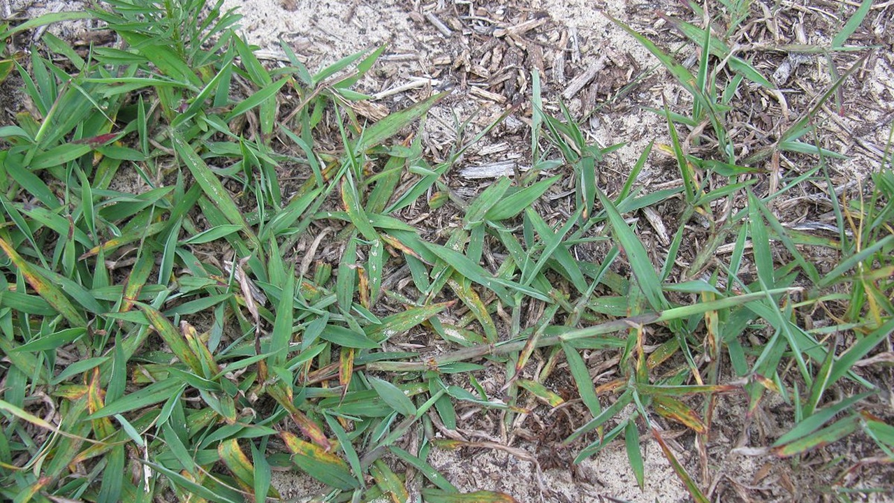 digitaria sanguinalis