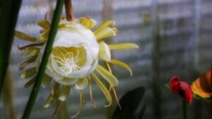 Epiphyllum: proprietà e benefici di questa succulenta brasiliana
