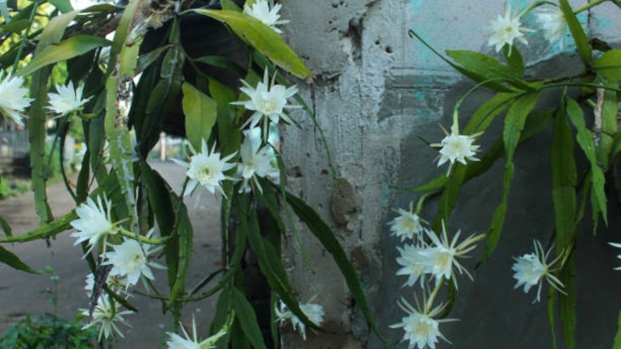 epiphyllum fiorito