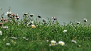 Erbacce primaverili da estirpare prima che invadano il giardino