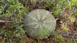 Euphorbia obesa: trucchi e segreti per coltivare questa strana succulenta