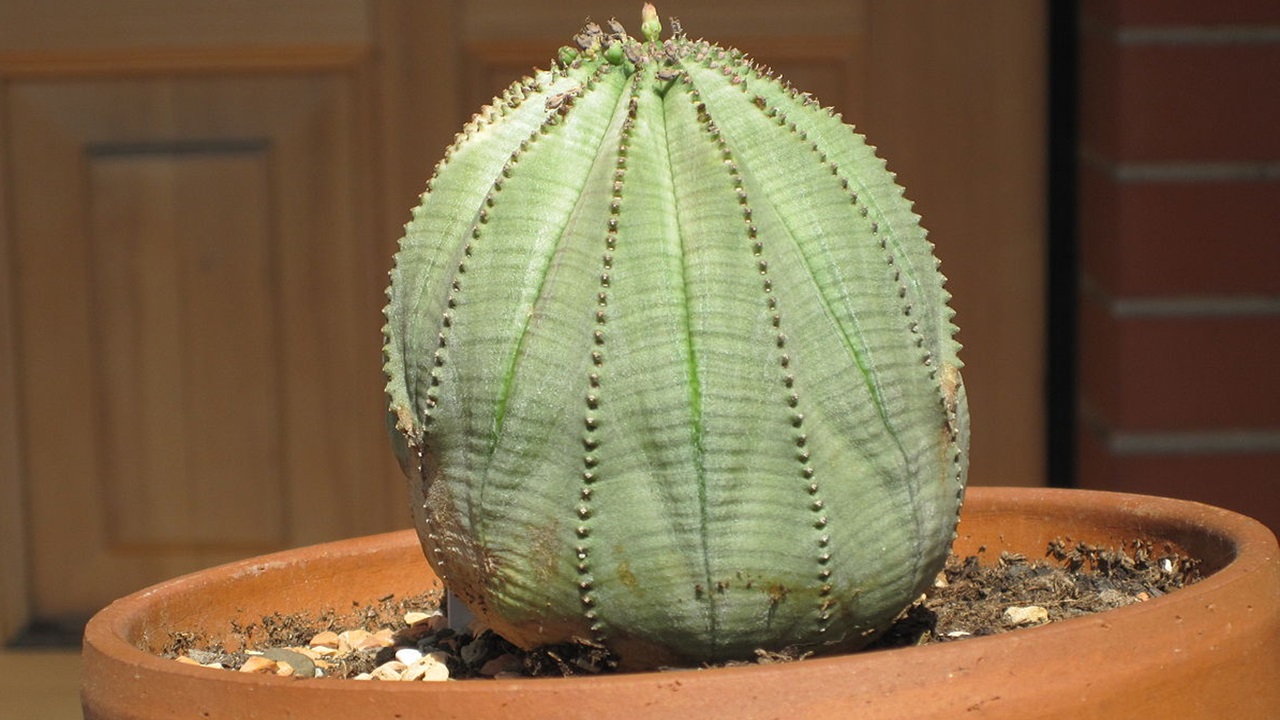 euphorbia