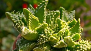Faucaria: proprietà e benefici di questa pianta grassa