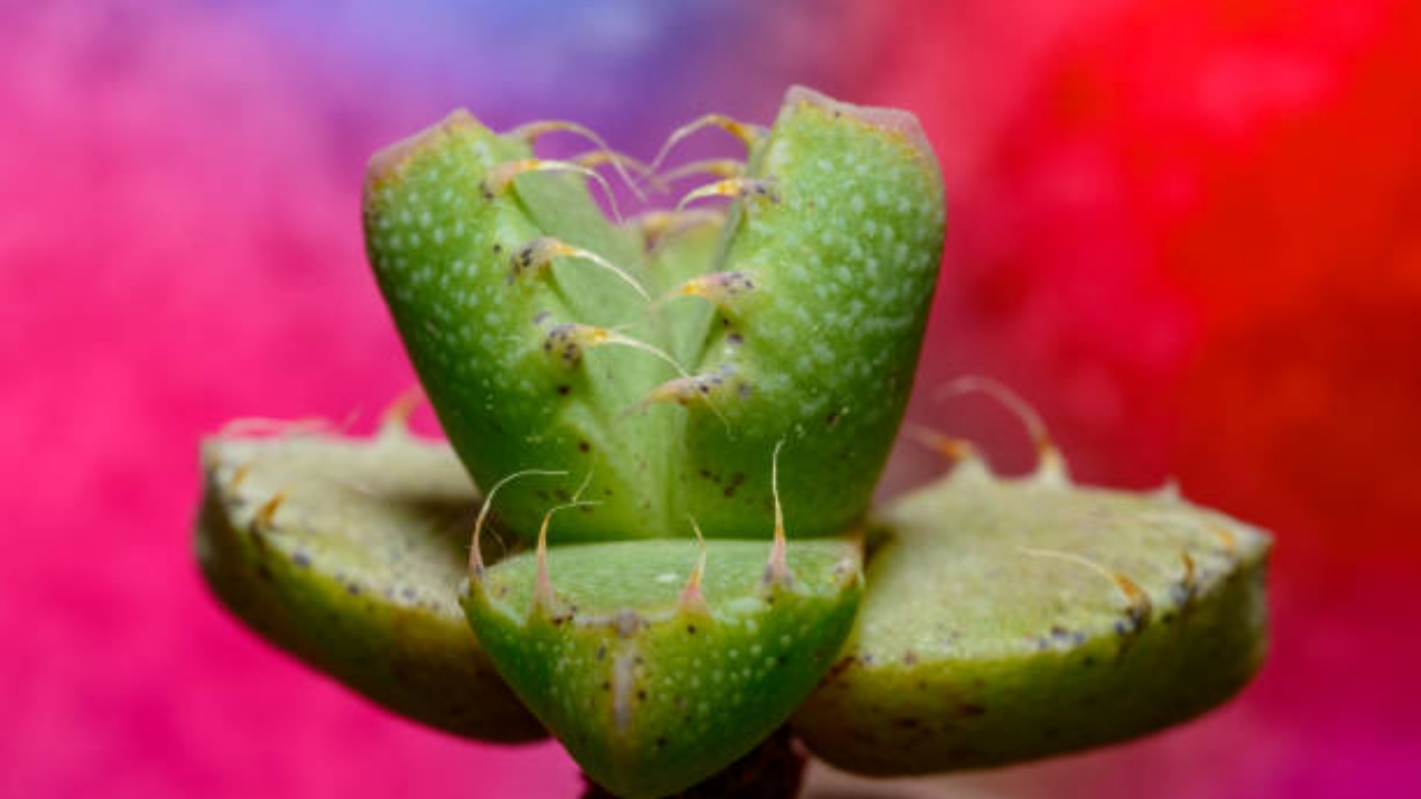 foglie di faucaria