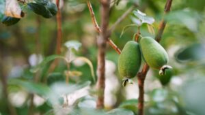 Feijoa: tutto ciò che c’è da sapere su questo frutto