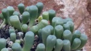 Fenestraria: quello che devi sapere su questa pianta grassa