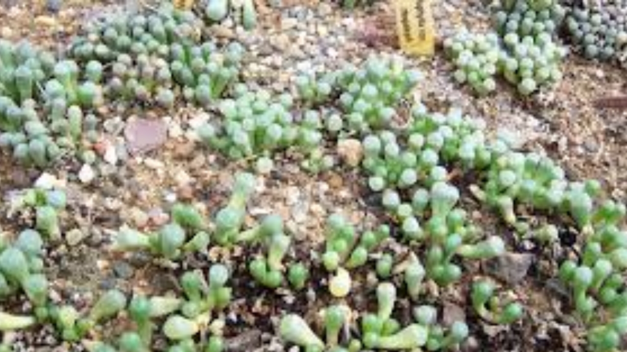 fenestraria nel terreno