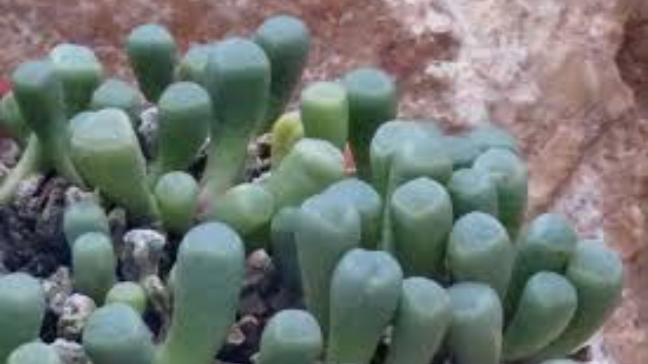 fenestraria cresciuta