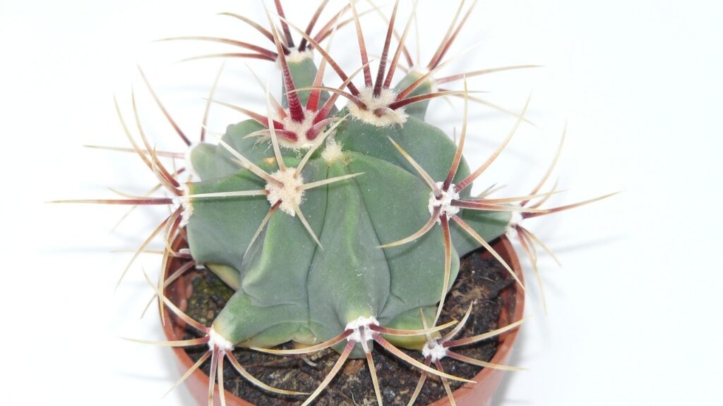 Ferocactus: benefici, usi e proprietà di questa pianta grassa