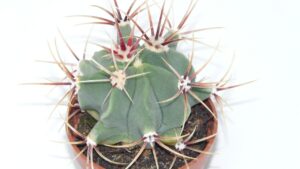 Ferocactus: benefici, usi e proprietà di questa pianta grassa