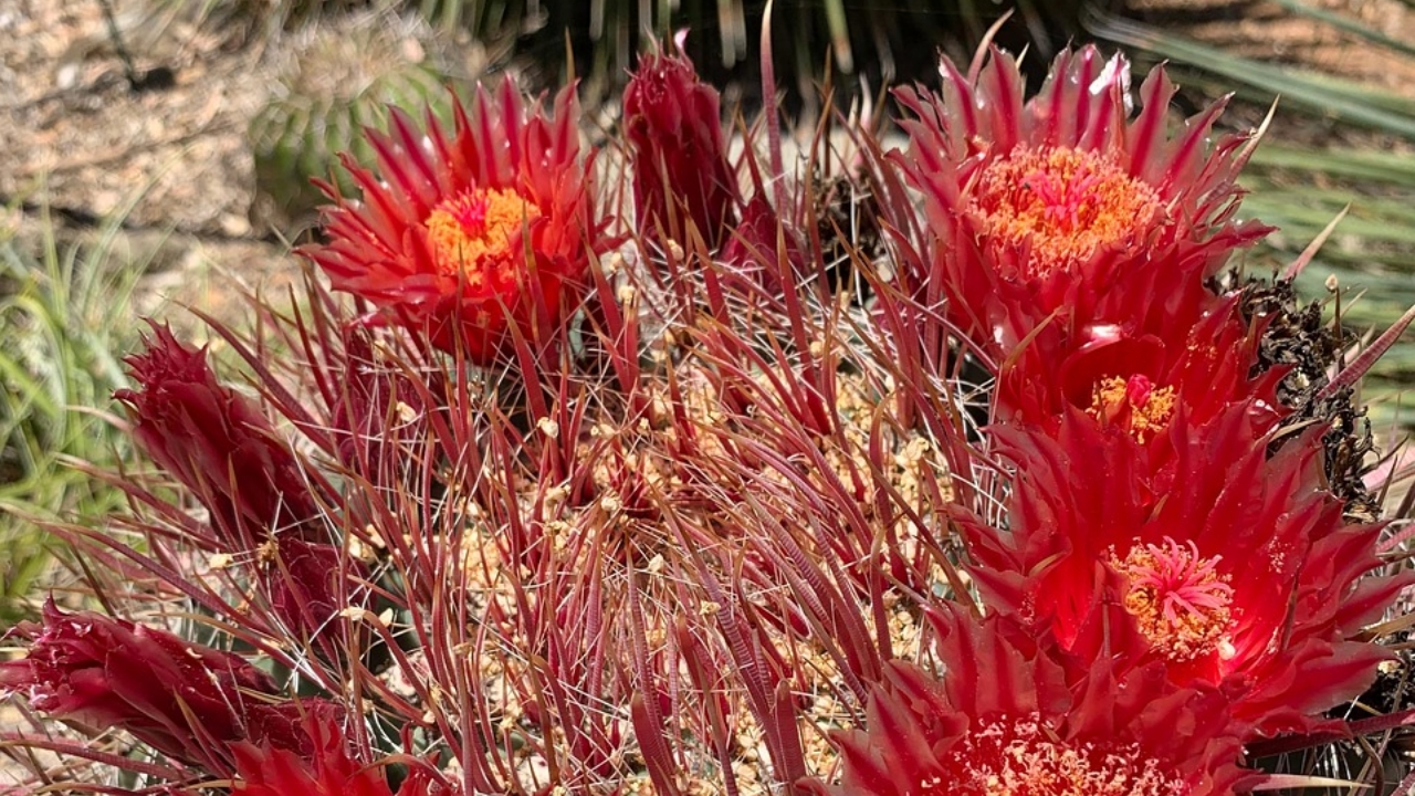 ferocactus in fiore